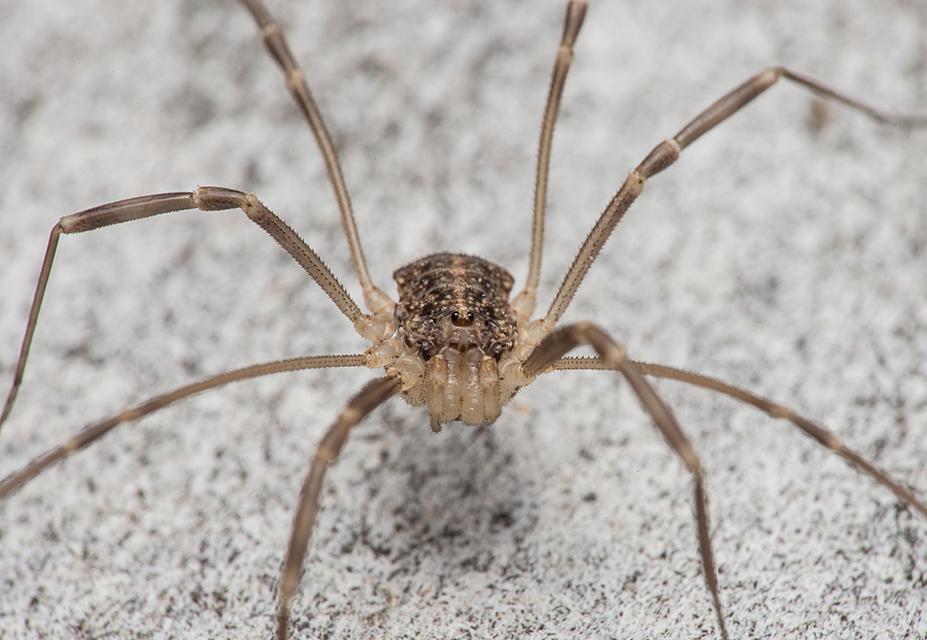 Opilio saxatilis