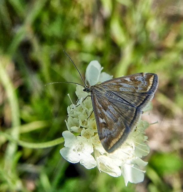 Loxostege sticticalis - muszkamoly