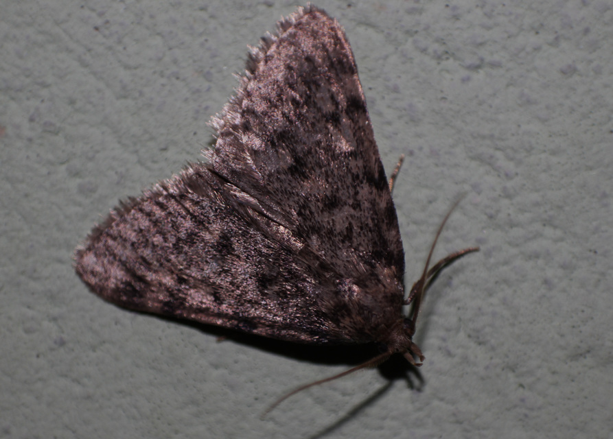 Aglossa pinguinalis - zsiradékmoly