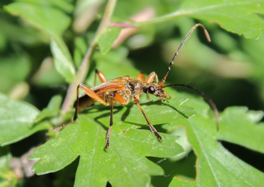 Stenocorus meridianus - fűz-gyökércincér