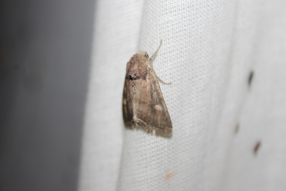 Lacanobia oleracea - saláta-kertibagoly