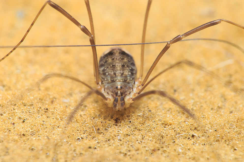 Nelima sempronii