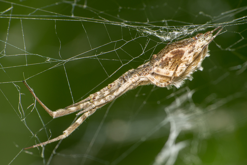 Uloborus walckenaerius - derespók