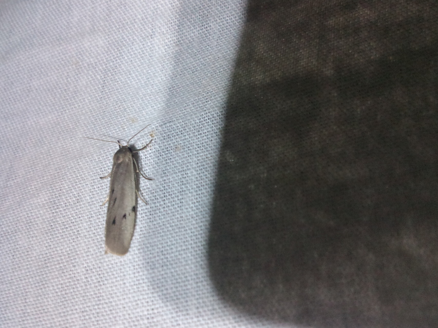 Pelosia muscerda - hamvas zuzmószövő