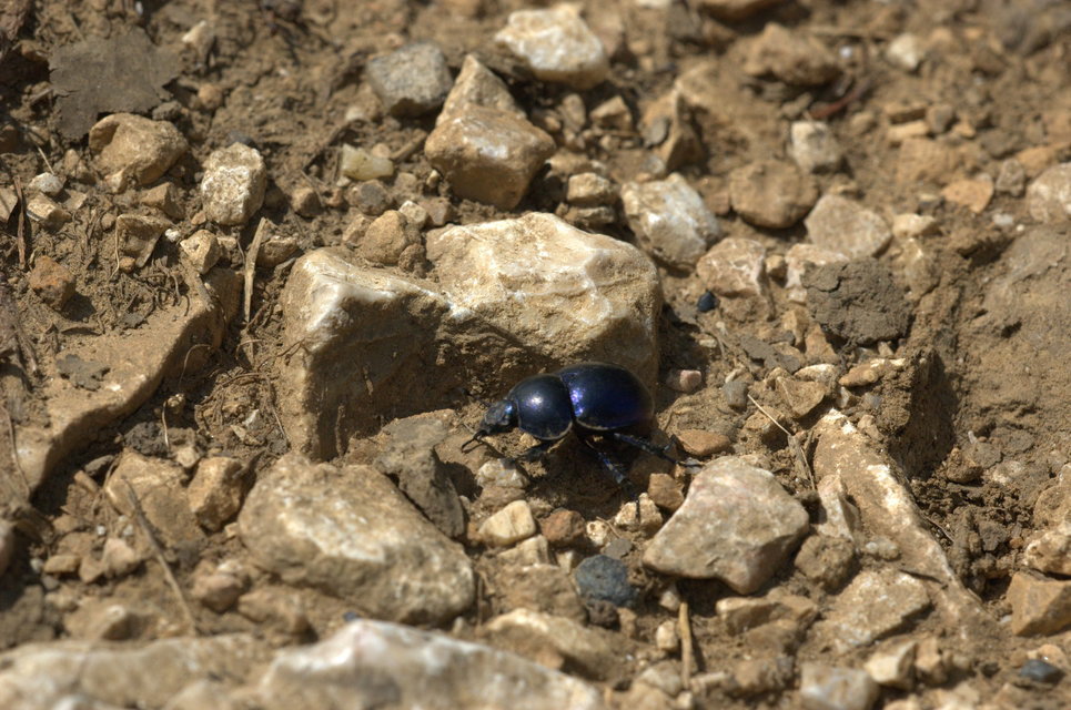 Trypocopris vernalis - tavaszi álganéjtúró