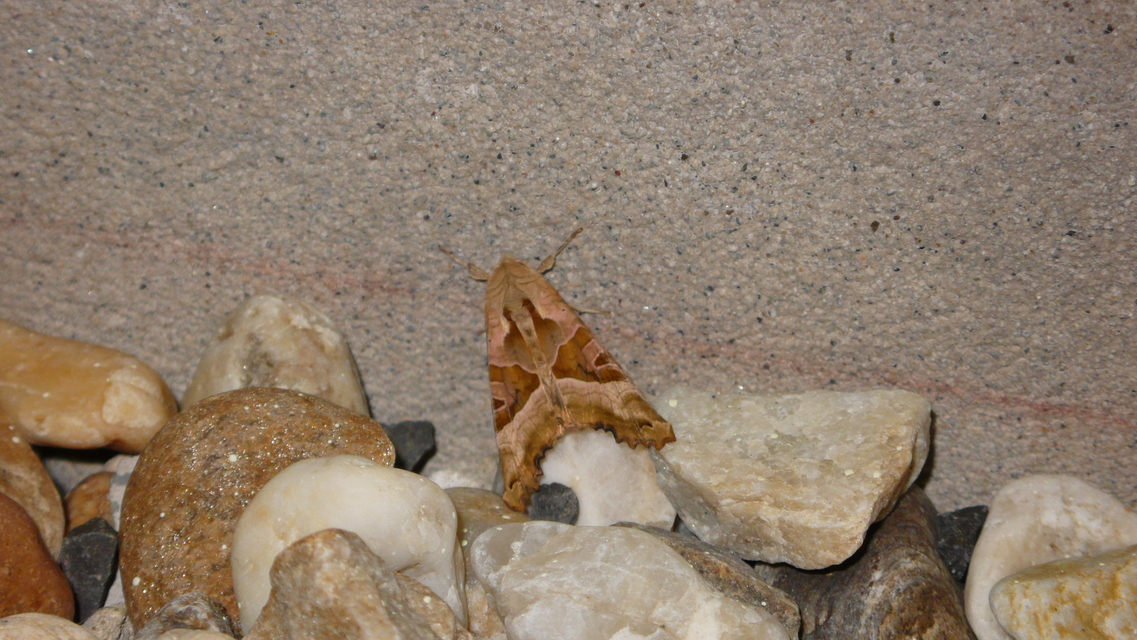 Phlogophora meticulosa - vándorló csipkésbagoly