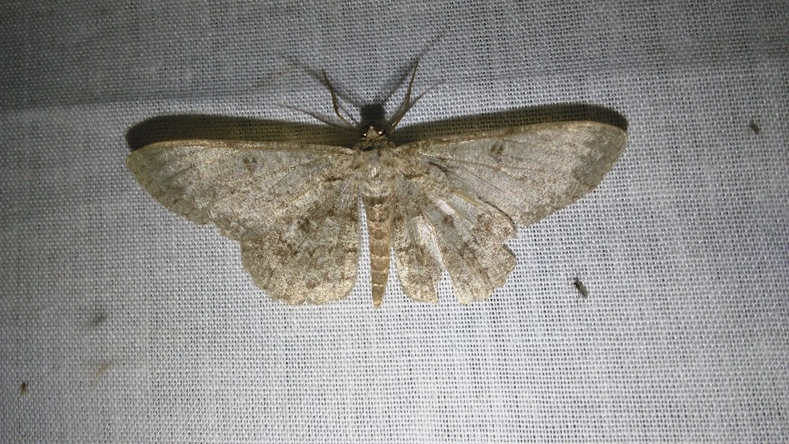 Hypomecis punctinalis - pettyes faaraszoló
