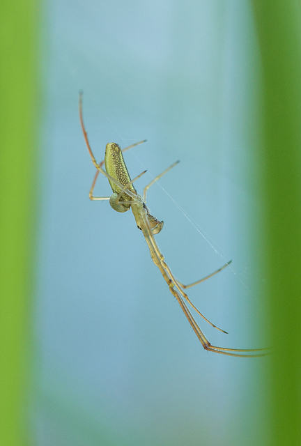 Tetragnatha