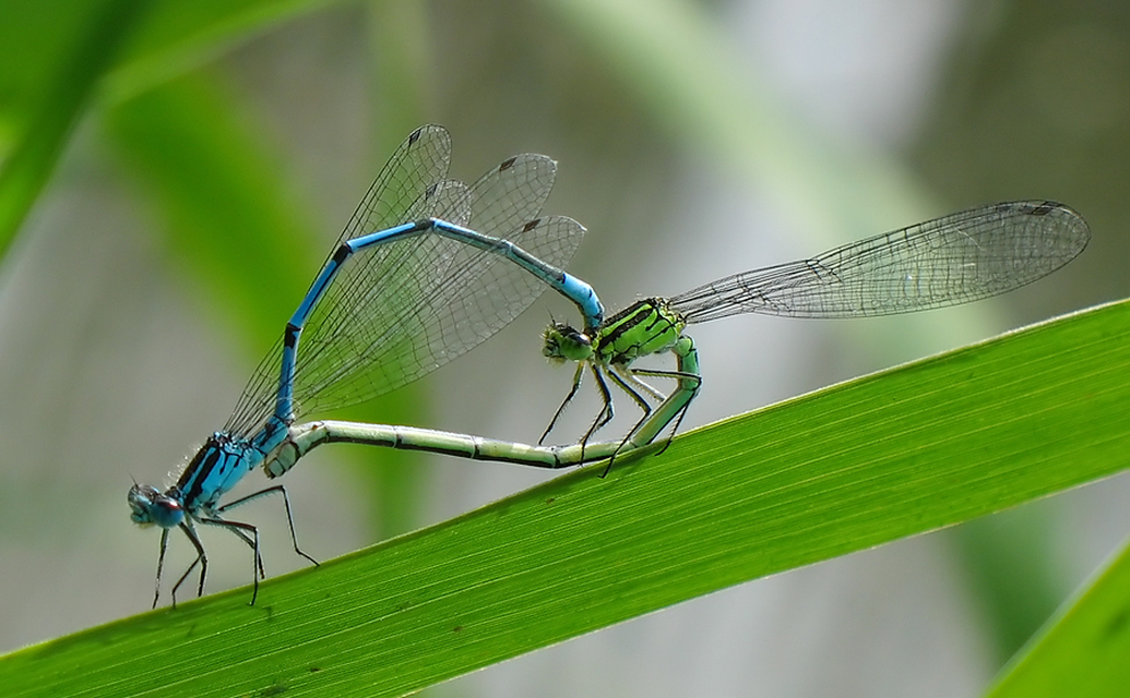 Coenagrion puella - azúrkék légivadász