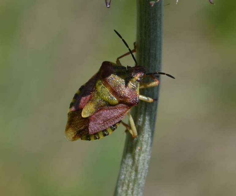 Carpocoris Carpocoris