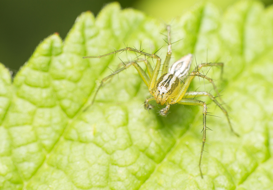 Oxyopes lineatus