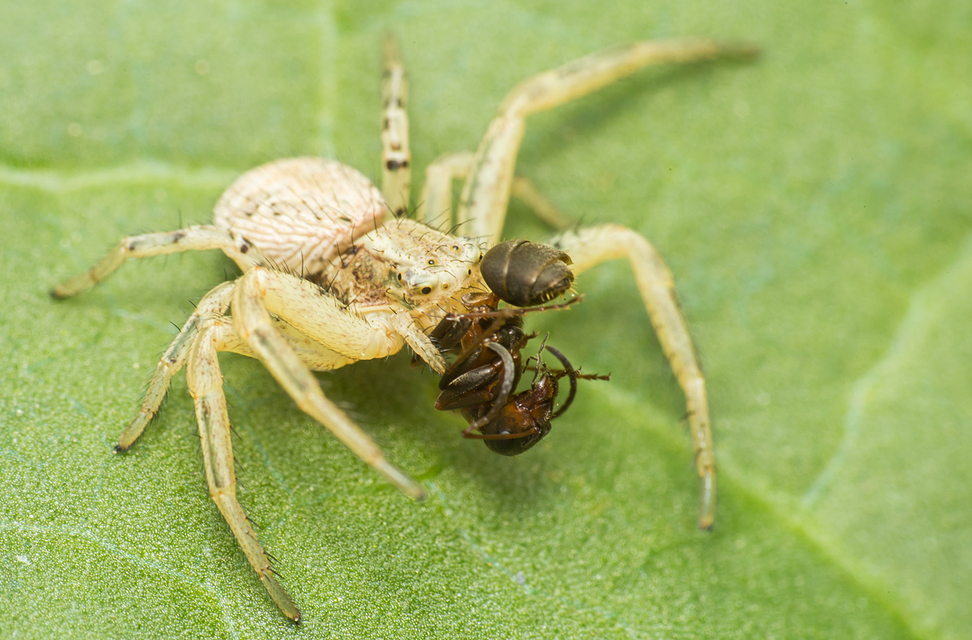 Xysticus