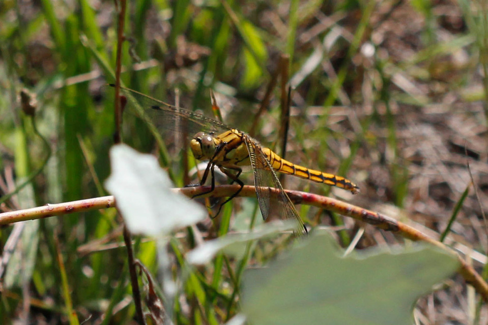 Orthetrum cancellatum - feketefarkú pásztorszitakötő