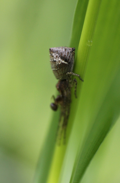 Tmarus