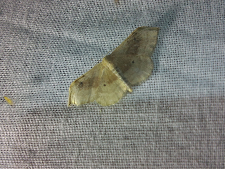 Idaea degeneraria - barnasávos araszoló