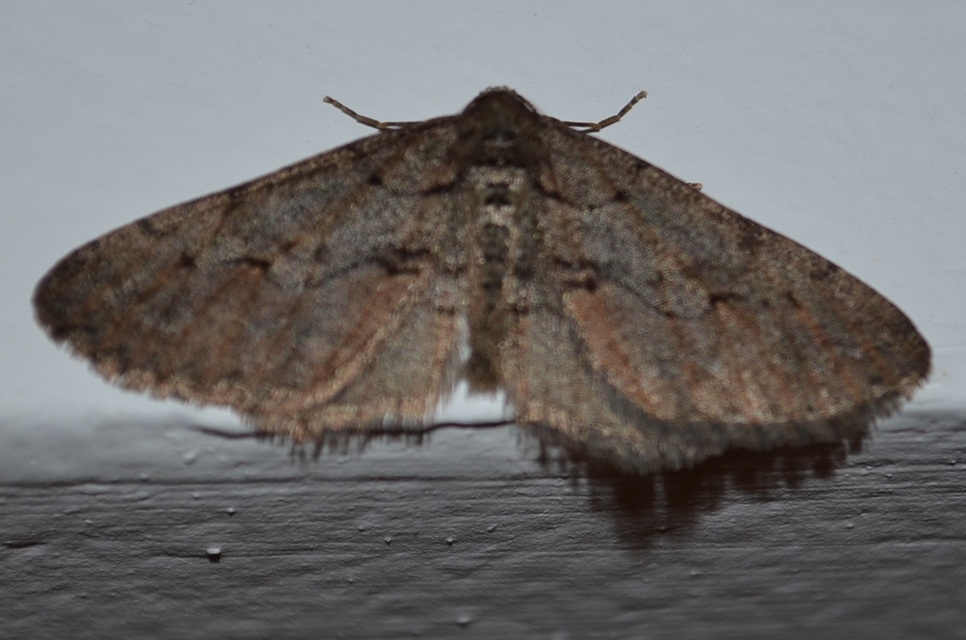 Agriopis bajaria - kökény-téliaraszoló