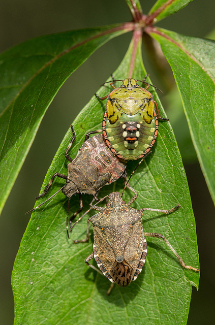 halyomorpha halys - Halyomorpha halys