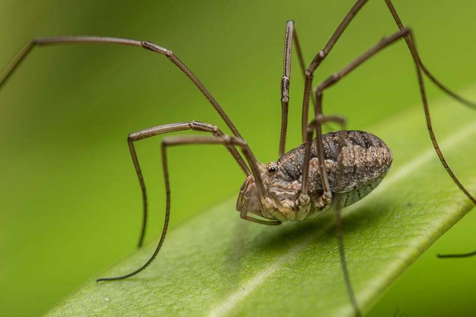Phalangium opilio