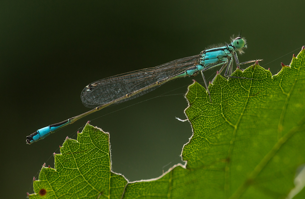 Ischnura elegans