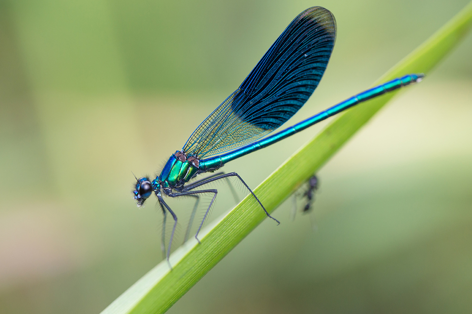 Calopteryx splendens - sávos szitakötő