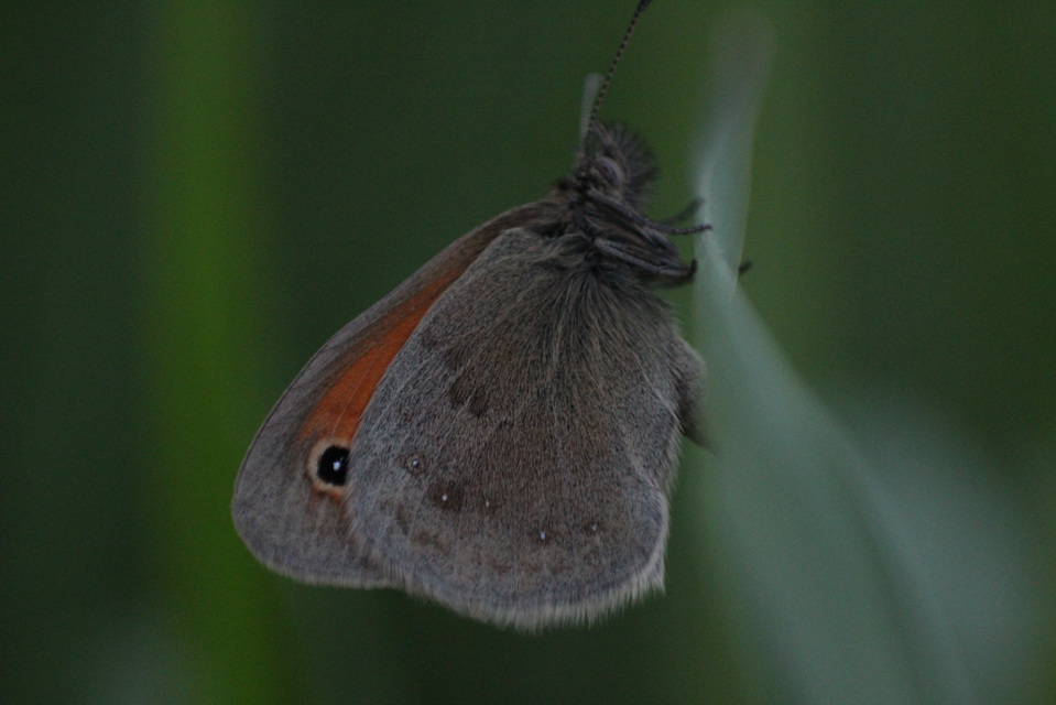 Coenonympha pamphilus - kis szénalepke