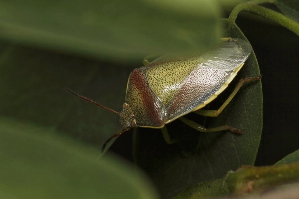 Piezodorus lituratus - bíboros címerespoloska Piezodorus lituratus - bíboros címerespoloska