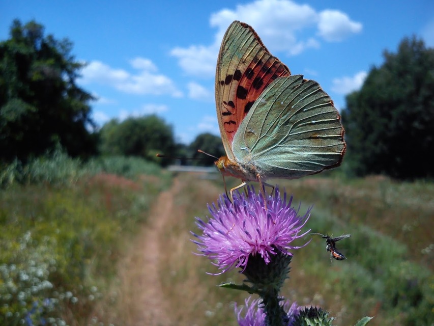 Argynnis pandora - zöldes gyöngyházlepke