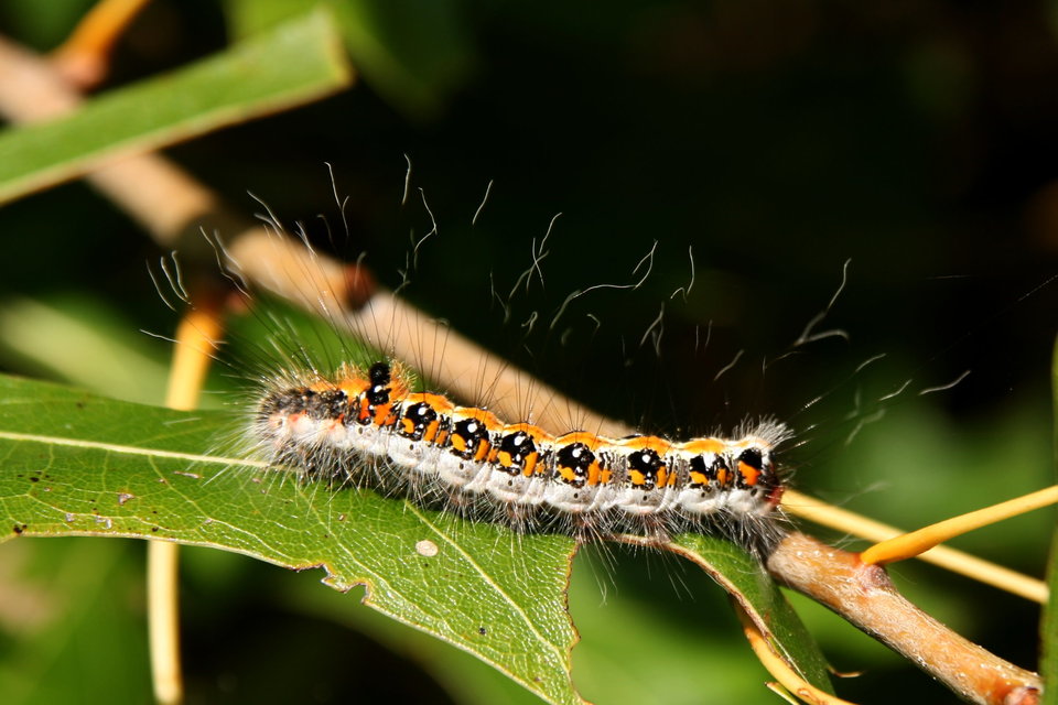 Acronicta tridens - barnás szigonyosbagoly