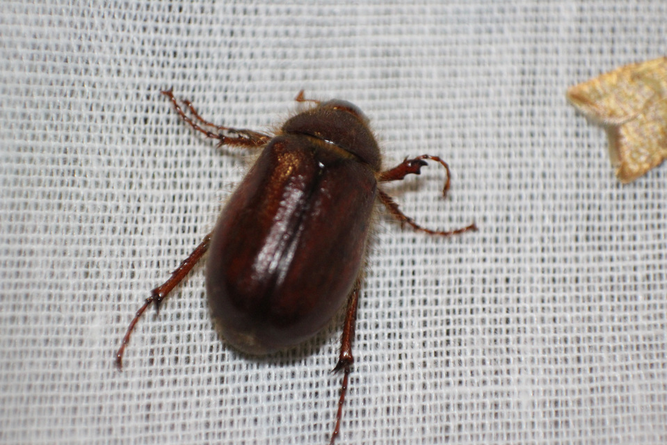 Holochelus vernus - tavaszi cserebogár