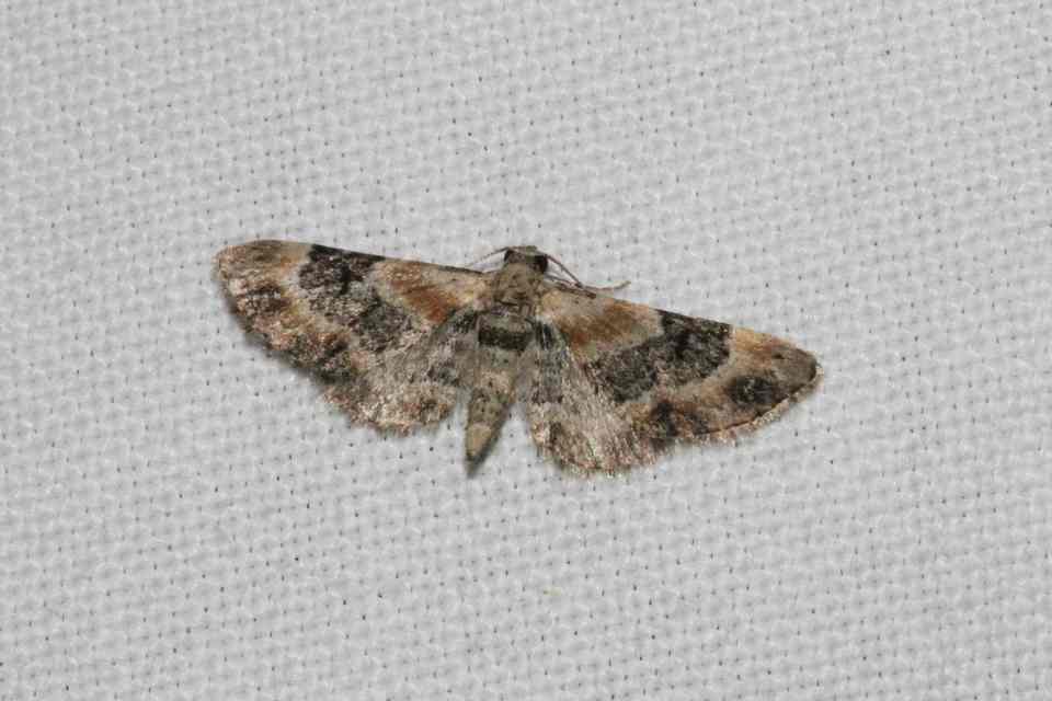 Eupithecia linariata - vonalas törpearaszoló