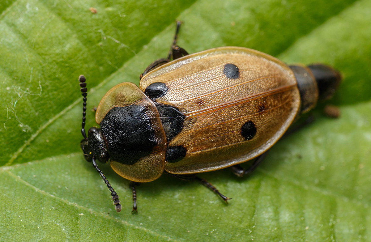 Dendroxena quadrimaculata - négypettyes dögbogár