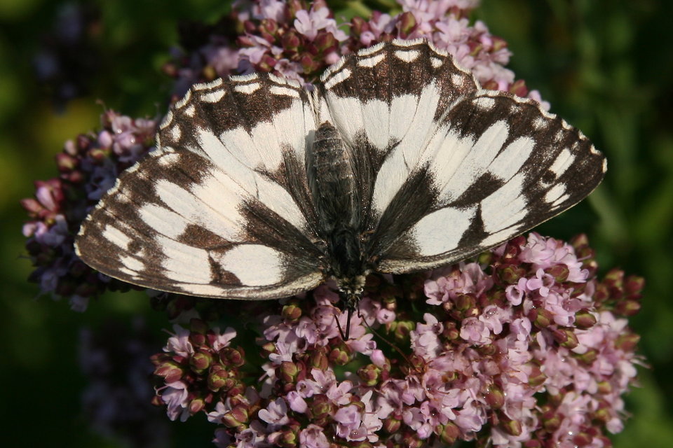 Melanargia galathea - sakktáblalepke