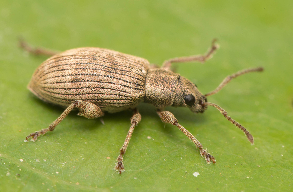 Oedecnemidius varius - tarka tölgyormányos