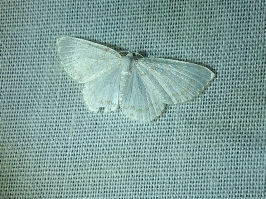 Asthena albulata - gyertyán-fehéraraszoló