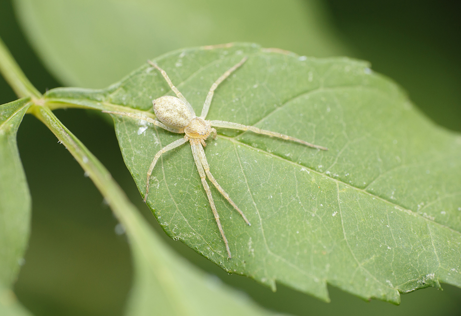 Philodromus