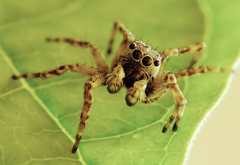 Salticidae - ugrópókok