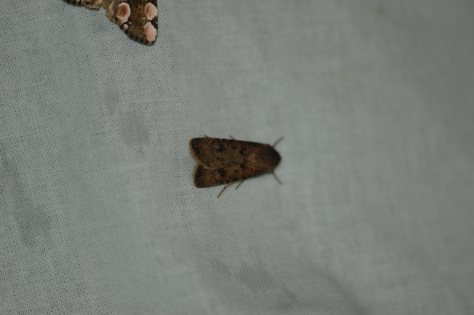 Agrotis segetum - vetési földibagoly