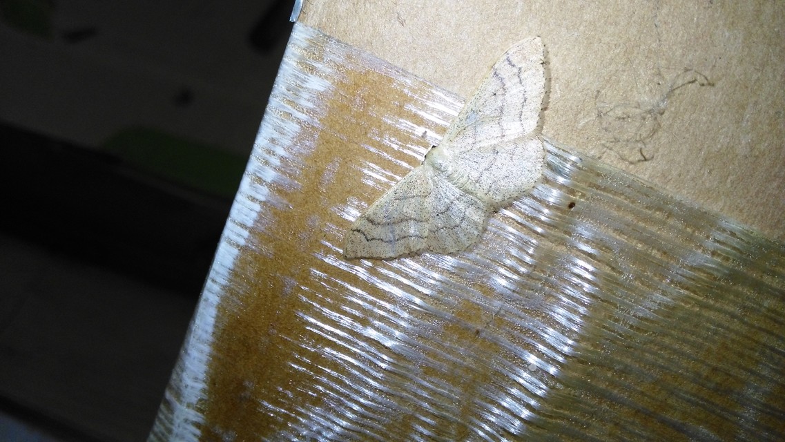 Idaea aversata - nagy sávosaraszoló