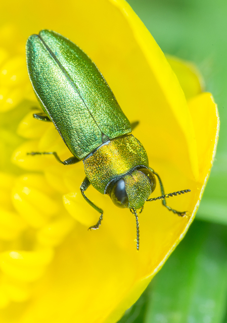 Anthaxia nitidula - ragyogó virágdíszbogár