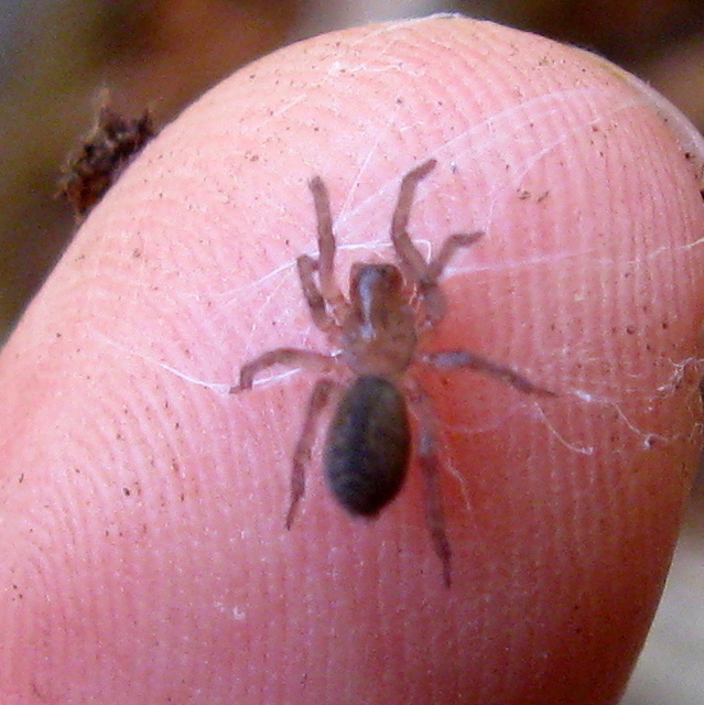 Amaurobiidae - eretnekpókok