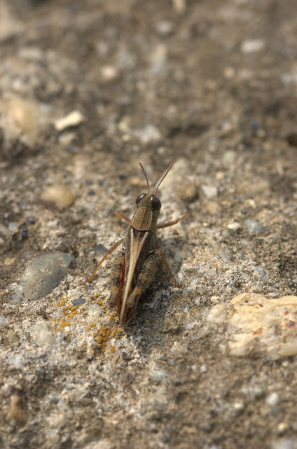 Calliptamus italicus - olaszsáska