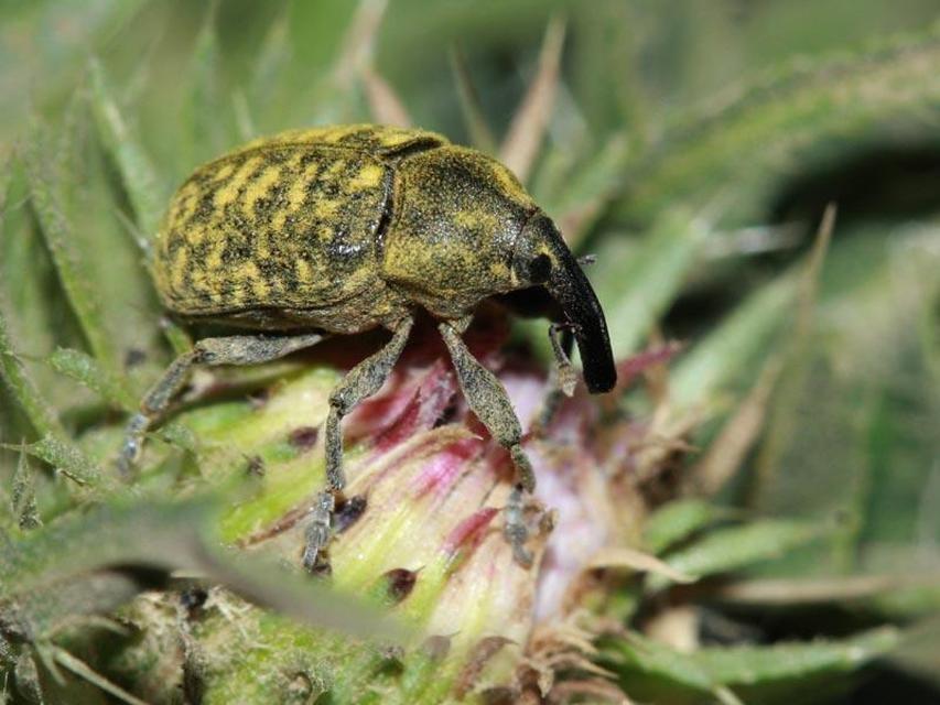 Larinus