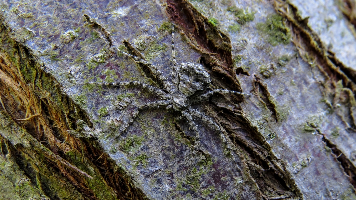 Philodromus poecilus - cifra karolópók