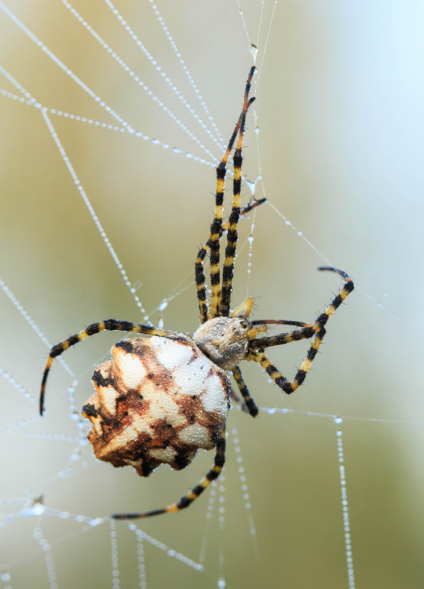 Argiope lobata - karéjos keresztespók