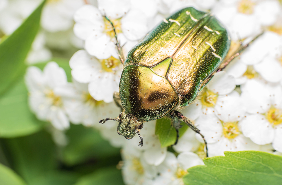 Cetonia aurata - aranyos virágbogár