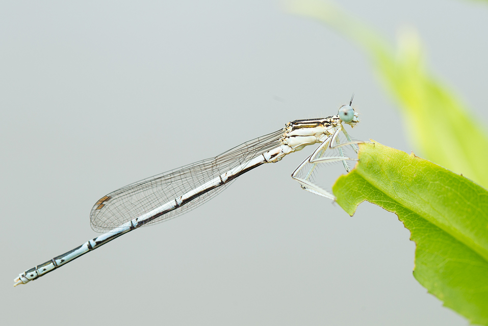 Platycnemis pennipes - széleslábú szitakötő