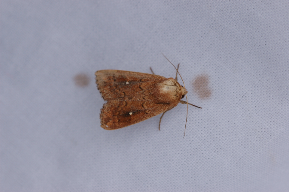 Mythimna albipuncta - fehérpettyes rétibagoly