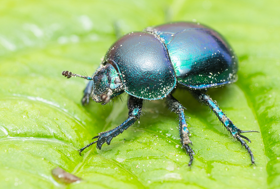 Trypocopris vernalis - tavaszi álganéjtúró