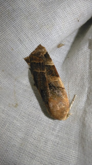 Noctua fimbriata - szélessávú sárgafűbagoly