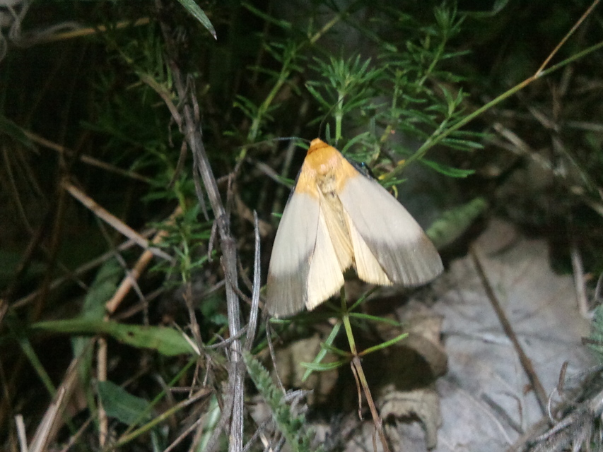 Lithosia quadra - négypettyes zuzmószövő